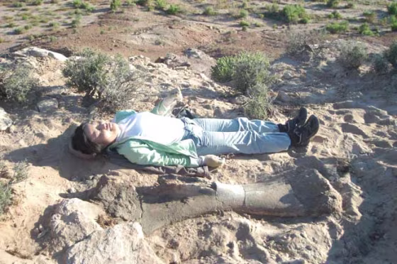 Image, Sayaka Kawasak, brachiosaur humerus bone.