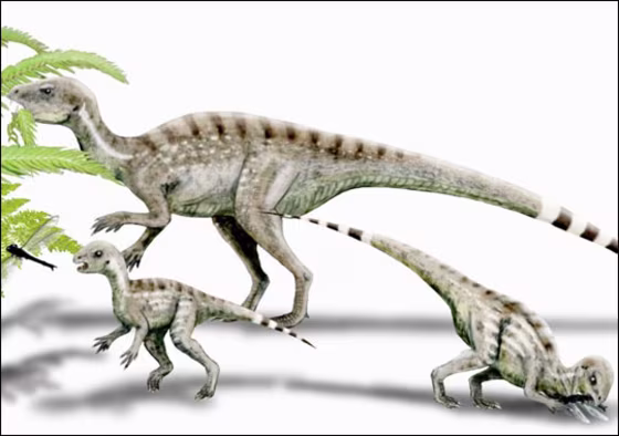 The Salad Course
This artist's illustration shows a group of heterodontosaurs enjoying a vegetarian meal. New analysis of a juvenile heterodontosaur skull reveals the species had canine teeth as well as plant-chomping molars, suggesting they were omnivores.