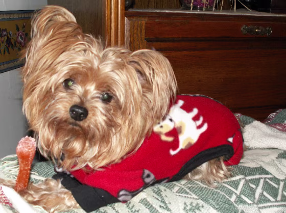 Morgan, a Yorkshire terrier,&nbsp;jumped at&nbsp;owner Pamela&nbsp;Plante's leg so incessantly that she that she finally inspected it in the mirror, and realized it was red up to her knee. She&nbsp;was diagnosed with&nbsp;an&nbsp; infection that&nbsp;had spread throughout her body and she spent a week in the hospital.