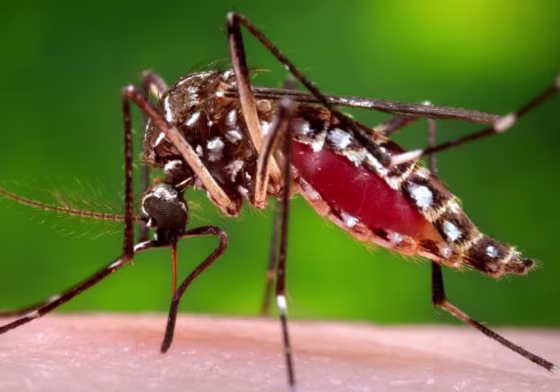 Image: mosquito