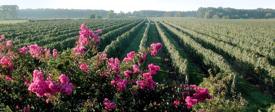 Image: vineyard
