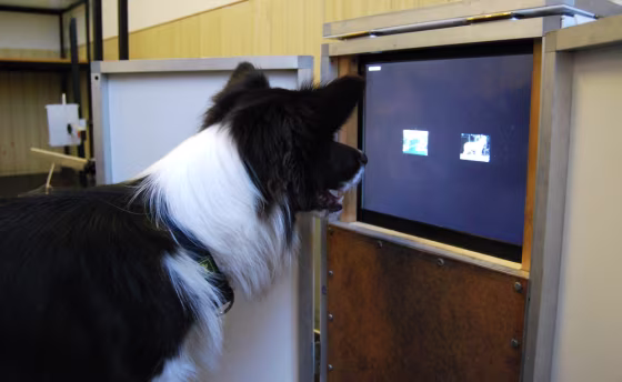 Image: Dogs use touch-screen computers to classify color photographs for a study of animal cognition.