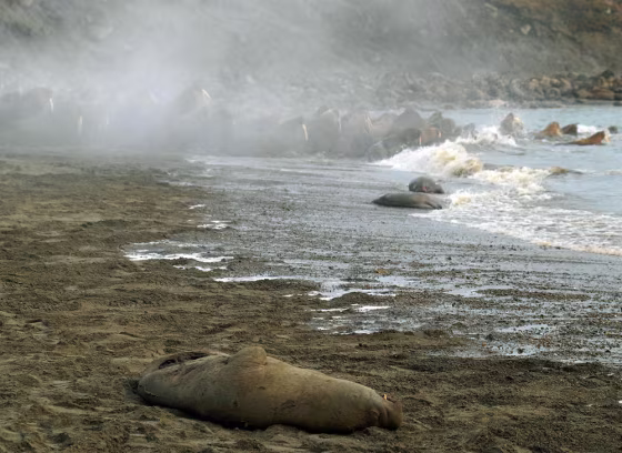 A dead walrus is evidence of a stampede last March on Russia's Cape Vankarem. Such stampedes are not uncommon, but shrinking sea ice forced even more onto crowded beaches than usual last fall, and some 3,000 walruses were trampled to death.