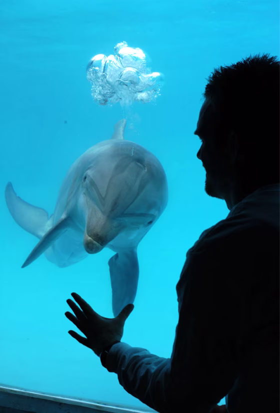 Image: Dolphin