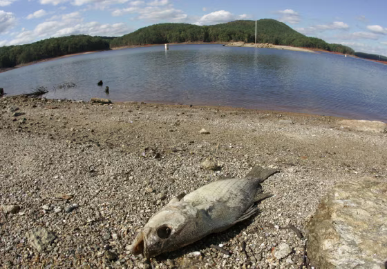Image: Lake Allatoona in Emerson, Ga.