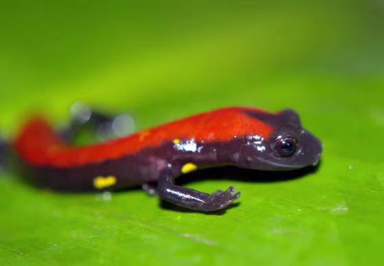 Two of the new salamanders are from the Bolitoglossa genus and are nocturnal, coming out at night to feed. The first Bolitoglossa species is 3 inches (8 centimeters) long and black, with a bold red stripe down its back and small yellow markings on its side. 