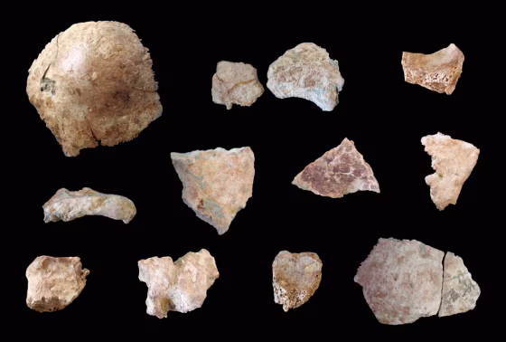Image: Pieces of an ancient human skull fossil unearthed in Henan province