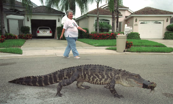 Image: A resident of a gated community in West Palm Beach, FL, watches an alligator