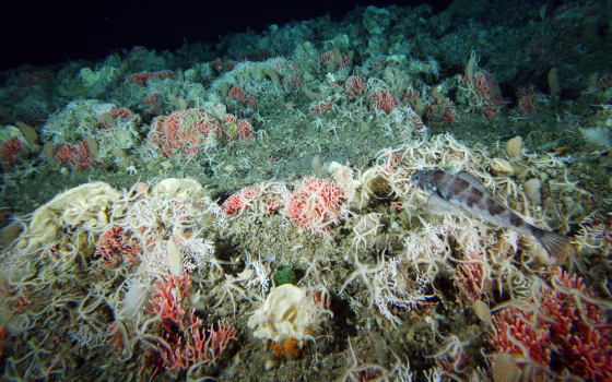 Image: brightly colored coralline bryozoans and sponges are seen in Antarctic waters