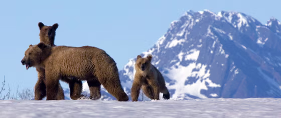 Image: A brown bear and her cubs.