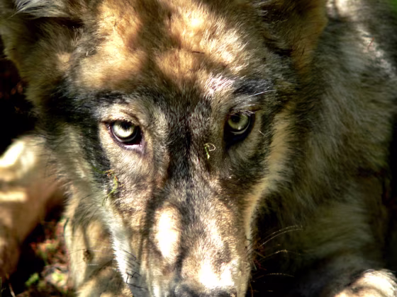 Image: Grey Wolf Pup