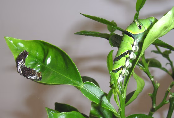Image: Caterpillars