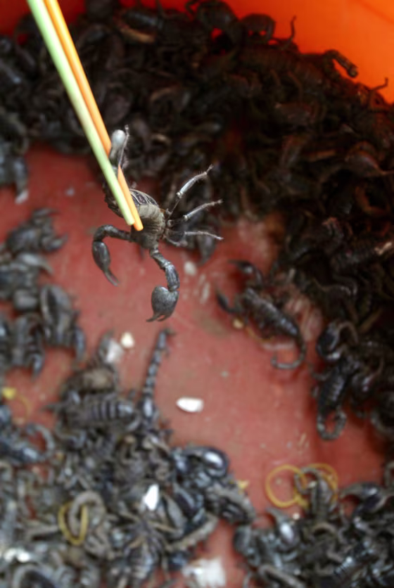 Image: Scorpions at Chinese market