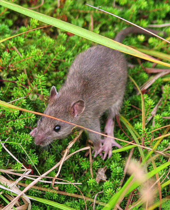 Image: Rat