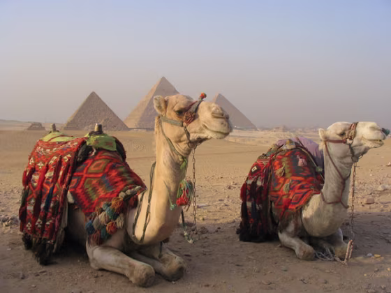 Image: camels