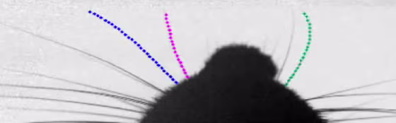 Image: Rat whiskers