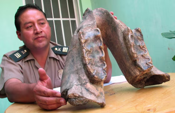 Image: A police officer displays a giant dinosaur jawbone during a news conference in Arequipa