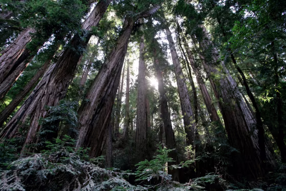 Image: Muir Woods