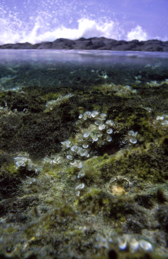 Image: Honaunau Bay