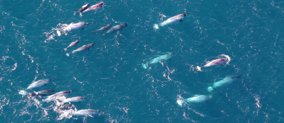 Image: Pod of narwhals