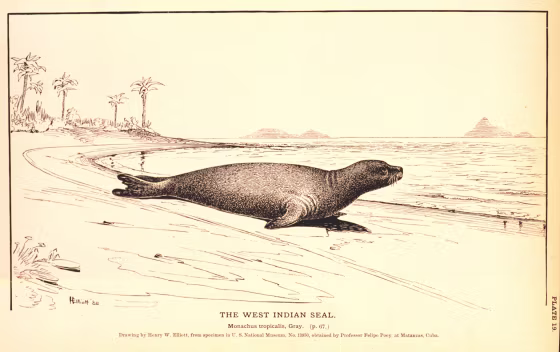 The Caribbean monk seal, also known as the West Indian seal,&nbsp;will be remembered&nbsp;only by drawings. On Friday, the U.S. declared it extinct.