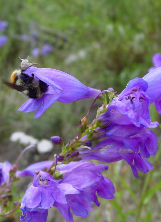 Bumblebee visiting a violet flower. Credit: Nicole Milligan.