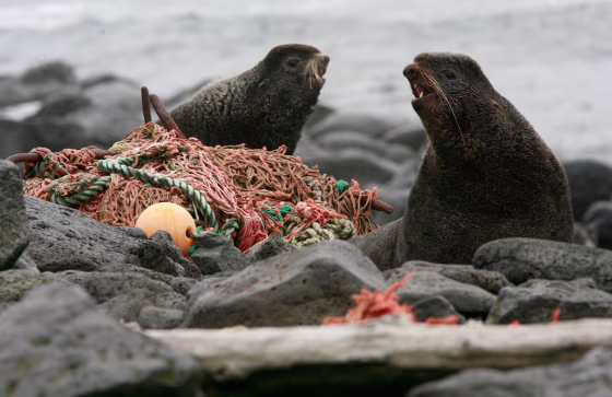 Image: Marine debris