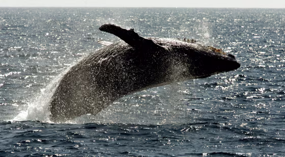 Image: Humpback whale