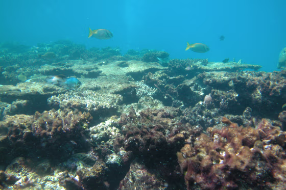 Bleaching caused by stressed coral has severely degraded parts of Australia's Great Barrier Reef, including this section at Kelso Reef.