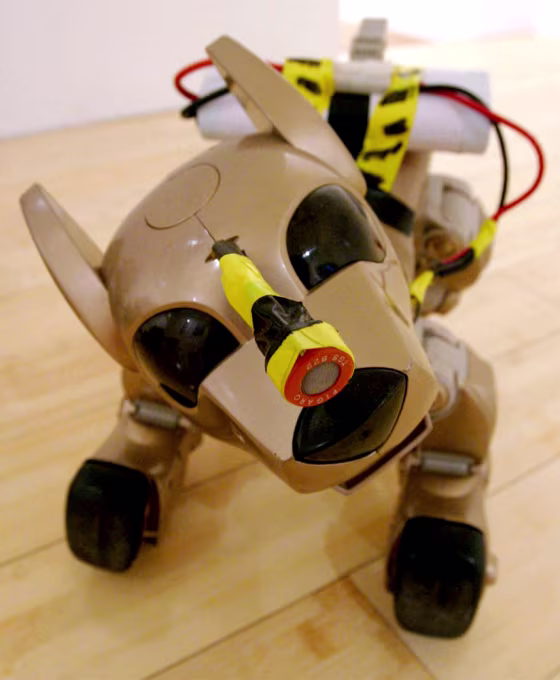 Cameras&nbsp;placed in the dogs' hindquarters&nbsp;allow researchers to observe their interaction with handlers.