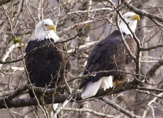 BALD EAGLE