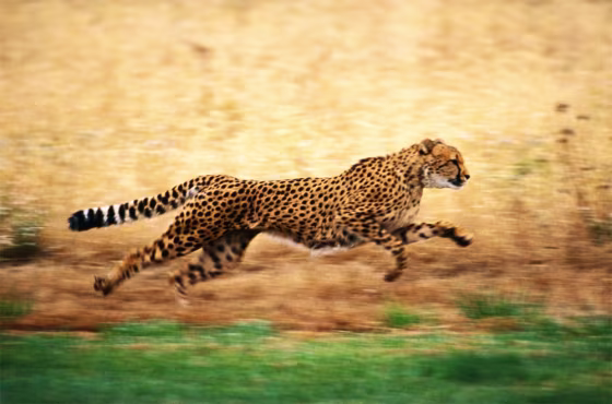 The Kalahari of southern Africa is part of the greatest expanse of desert on the surface of the planet. Among the inhabitants of this extreme environment is the cheetah, the fastest predator on land. 