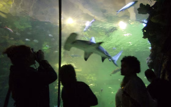 Image: Shark Reef