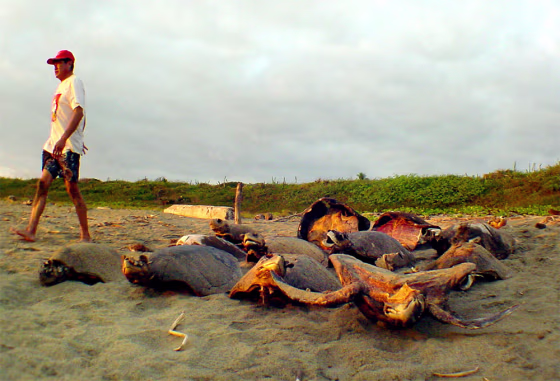 Poachers along the beach in San Valentin, Mexico, leave behind turtle shells, taking the meat and any eggs they can find.