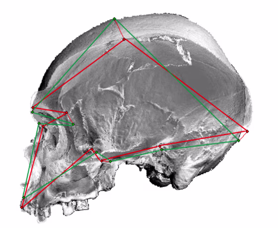 Researchers compared&nbsp;the skulls of modern and ancient humans with those of Neanderthals, as well as&nbsp;11 existing species of nonhuman primates including chimpanzees, gorillas and baboons. Their conclusion: Humans are as different from&nbsp;Neanderthals as they are from gorillas.