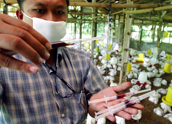 AN INDONESIAN VETERINATIAN CHECKS CHICKEN BLOOD SAMPLES IN CIBINONG