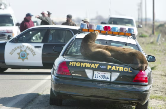A sea lion basks in the sun on the back of a California Highway Patrol cruiser on Monday on a rural road northeast of the San Joaquin Valley town of Los Banos, Calif. 
