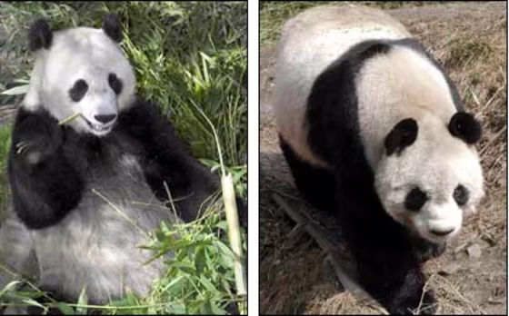 Hua Mei, left, is seen last Saturday while still at the San Diego Zoo. At right is&nbsp;Zhuang Zhuang, one of three potential suitors waiting for her&nbsp;at&nbsp;China's Wolong Panda Nature Reserve.