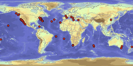A global scale map shows the distribution for a single species of tuna, Thunnus alaunga.