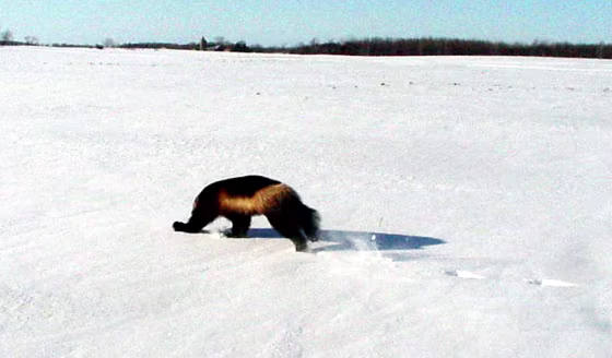 WOLVERINE