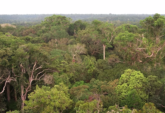 The Amazon's trees are growing at different rates than in the past, scientists report, and it appears that's due to growing emissions of carbon dioxide.