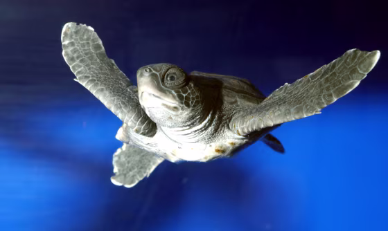 SEA TURTLE