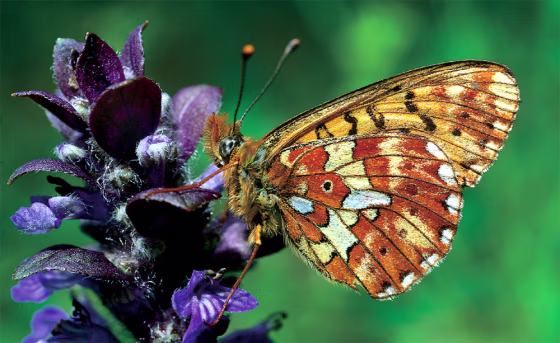 Among the butterfly losses reported by&nbsp;scientists is&nbsp;the pearl-bordered fritillary, which since the 1970s has declined across southern England. 