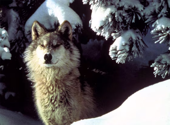 GRAY WOLF ALASKA