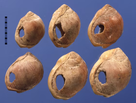 Someone living in a cave overlooking the Indian Ocean bored holes in a set of shells and strung them as beads,&nbsp;the earliest known human jewelry.