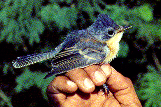 This file photo shows a Guam broadbill songbird, a species that went extinct in 1984 even though activists petitioned for protection in 1979.