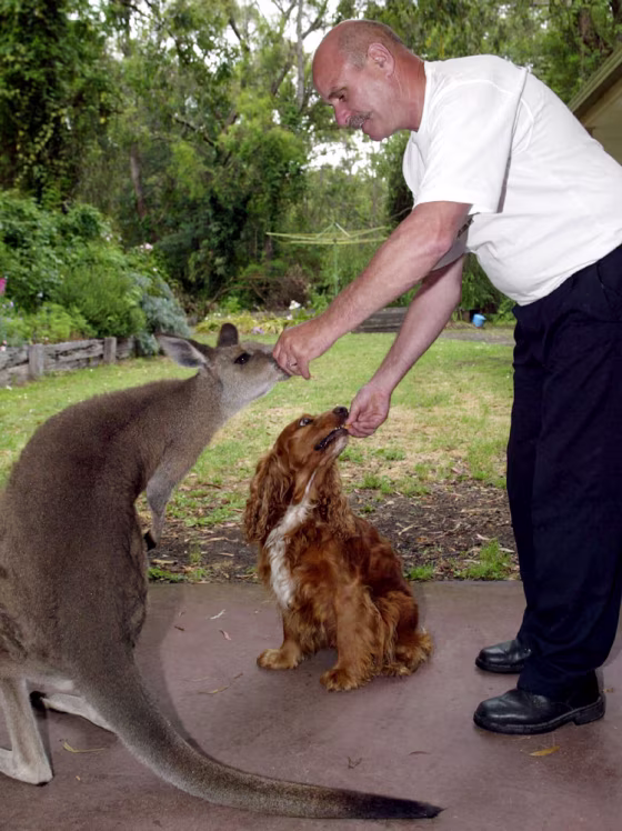 LEN RICHARDS FEEDS HIS KANGAROO LULU AND PET DOG BUSTER AT HIS HOME IN AUSTRALIA