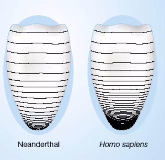 The black lines indicate perikymata, characteristic ridges on teeth that are caused by periodic changes in enamel growth. The ridges are&nbsp;less densely packed&nbsp;in Neanderthal fossil teeth, indicating that the species had a shorter period of dental growth and therefore matured more quickly than modern humans, researchers say.