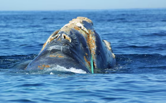 Atlantic right whales like this one are thought to number just 300 or so.