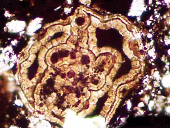 This photomicrograph shows a cross-section of the newly discovered&nbsp;animal fossil from 580 million-year-old to 600 million-year-old rocks in south China. The creature would have been barely visible to the naked eye.